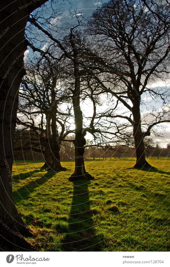 schattenwurf Baum Park Sonnenuntergang Geäst Schatten Wald grün spät Gegenlicht Ast Zweig Baumstamm Abend