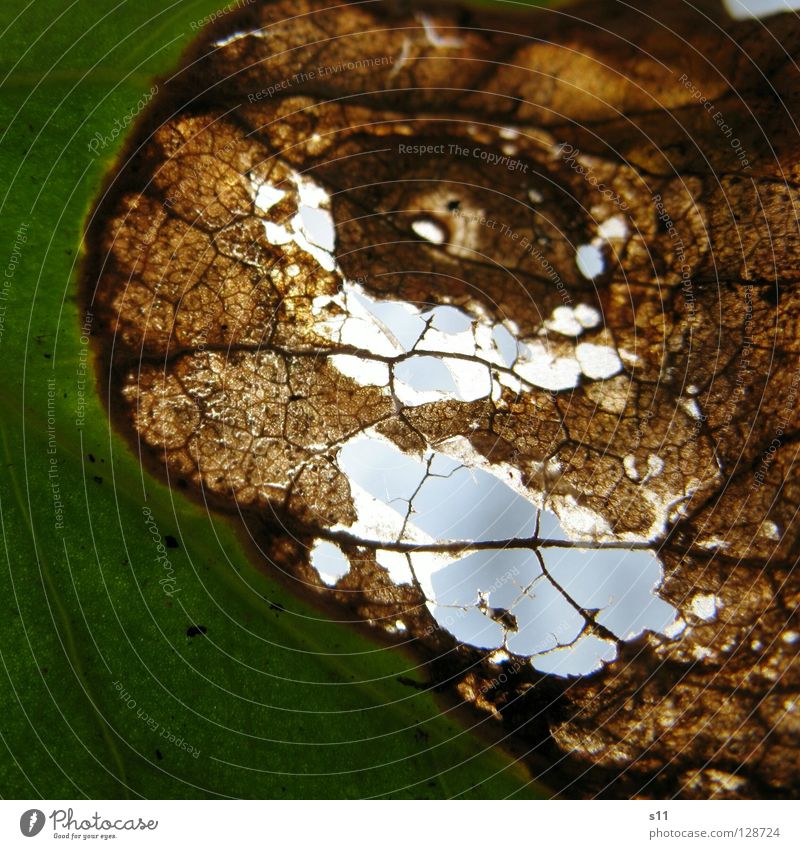 DurchBlick III Blatt Frühling frisch Pflanze gegen Gegenlicht Licht Gefäße grün weiß Baum faszinierend hell Arterien Muster Botanik Leben Photosynthese