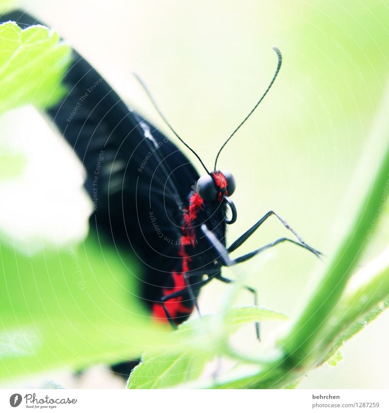 giftig Natur Pflanze Tier Frühling Sommer Baum Blatt Garten Park Wiese Wildtier Schmetterling Flügel 1 beobachten Erholung fliegen sitzen außergewöhnlich