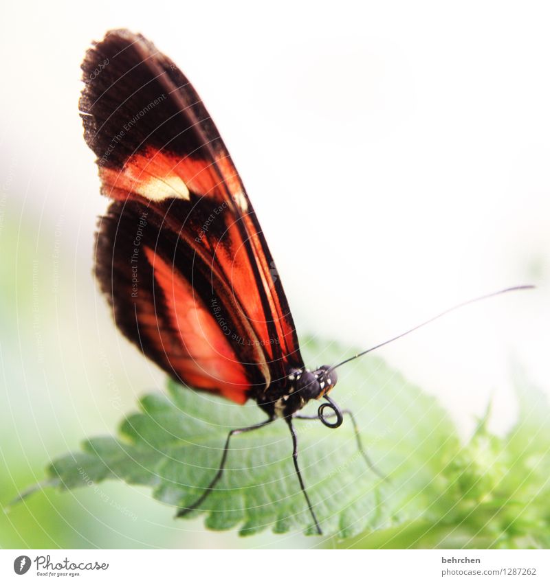 rollig Natur Pflanze Tier Baum Sträucher Blatt Garten Park Wiese Wildtier Schmetterling Tiergesicht Flügel Rüssel Fühler Beine Facettenauge 1 beobachten