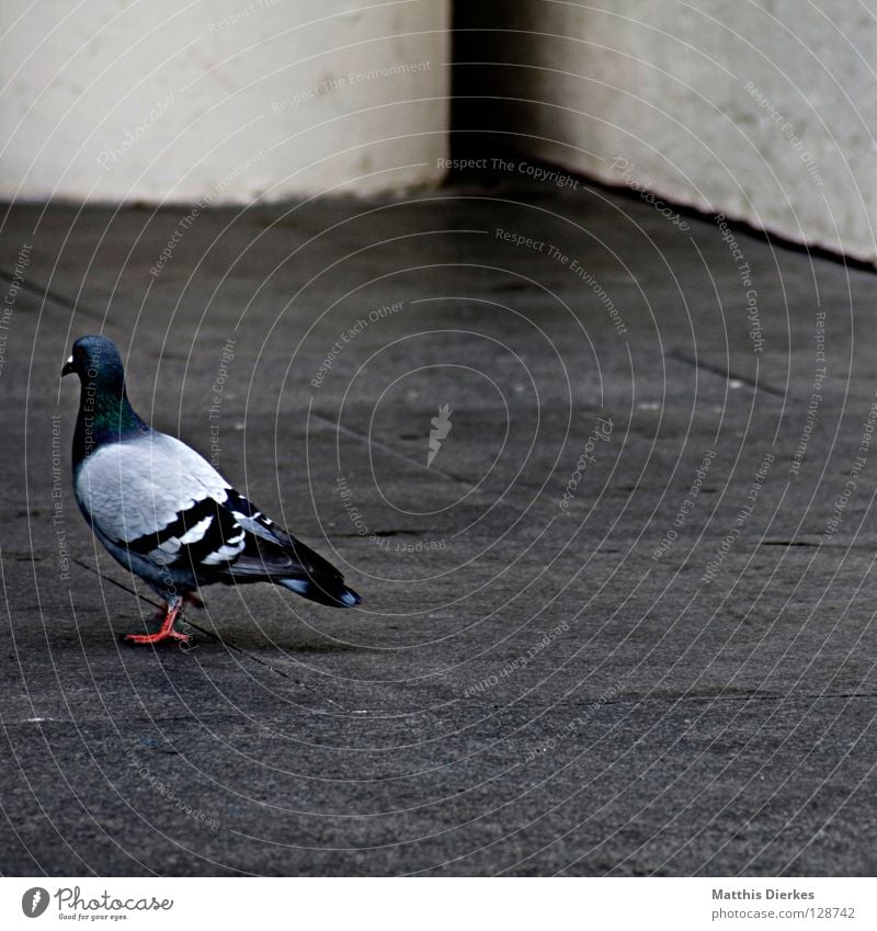 Taube Rückansicht Heck Platz Tier Feder Vogel weiß Beton Gebäude Barcelona Stadt Mitte Neue Mitte Müll dreckig Luftverkehr Verkehrswege Hinterteil Museum Straße