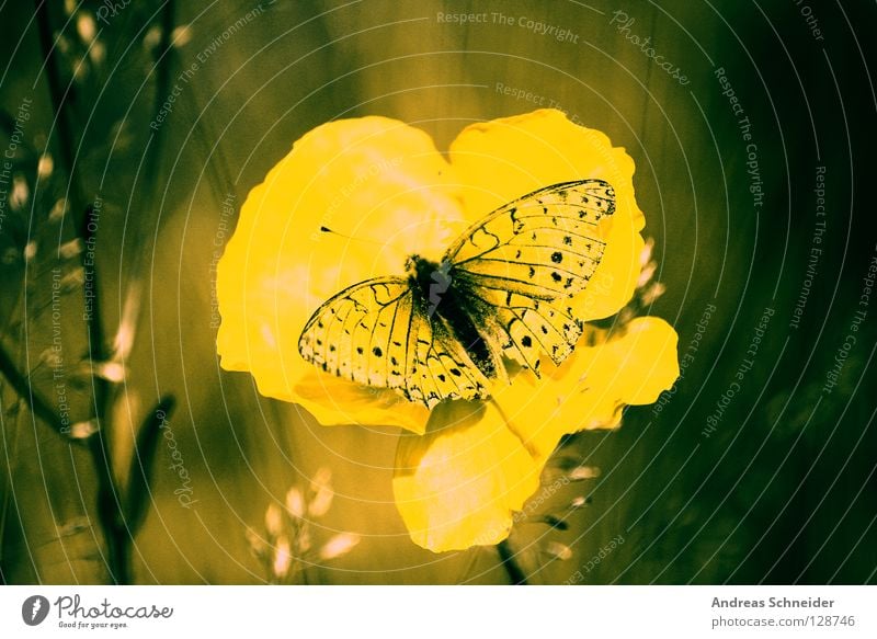 green butterfly Schmetterling gelb träumen harmonisch Heimat Farbe Natur