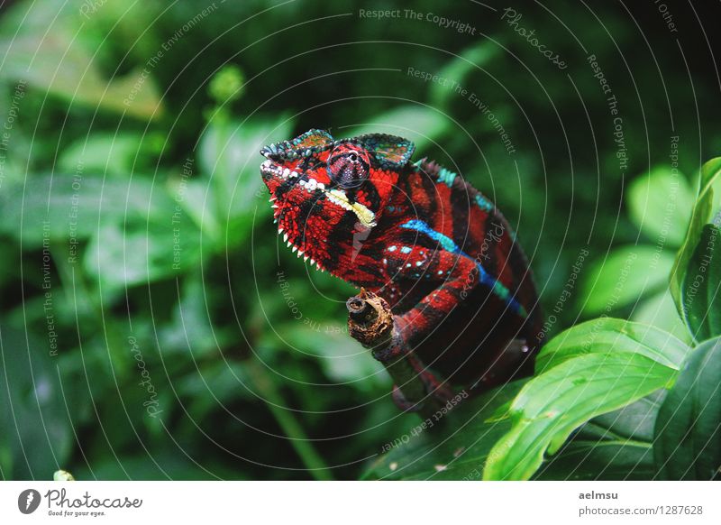 Chamäleon Natur Tier Pflanze Grünpflanze exotisch Urwald Wildtier Zoo 1 grün rot Farbfoto Menschenleer Tag Tierporträt