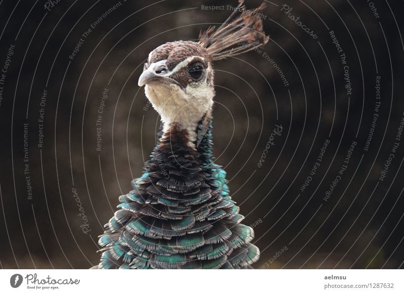 Pfau 2 Tier Wildtier Tiergesicht Zoo 1 braun türkis elegant Farbfoto Menschenleer Tag Tierporträt