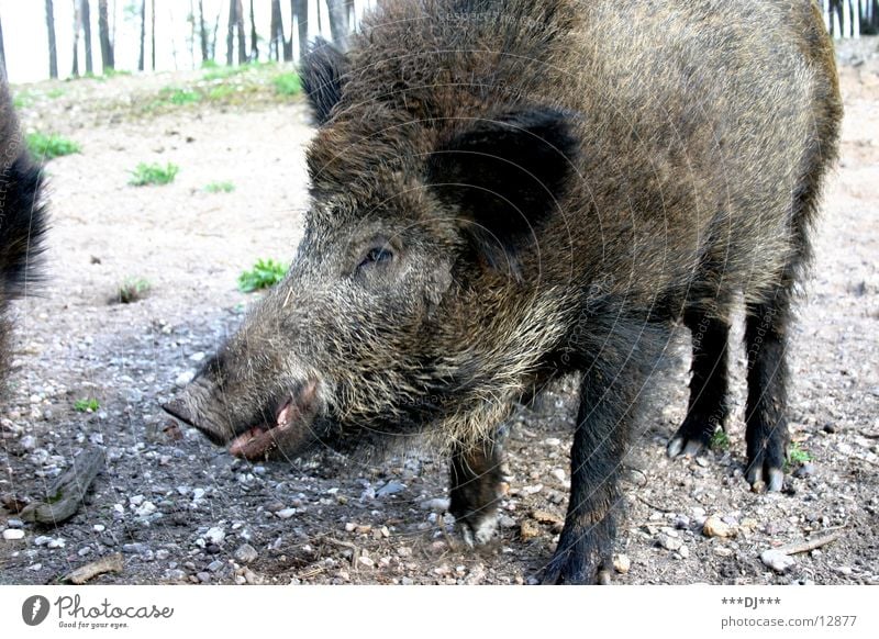 Du WIldsau! Tier Wildschwein Wald groß Sau Grunzen