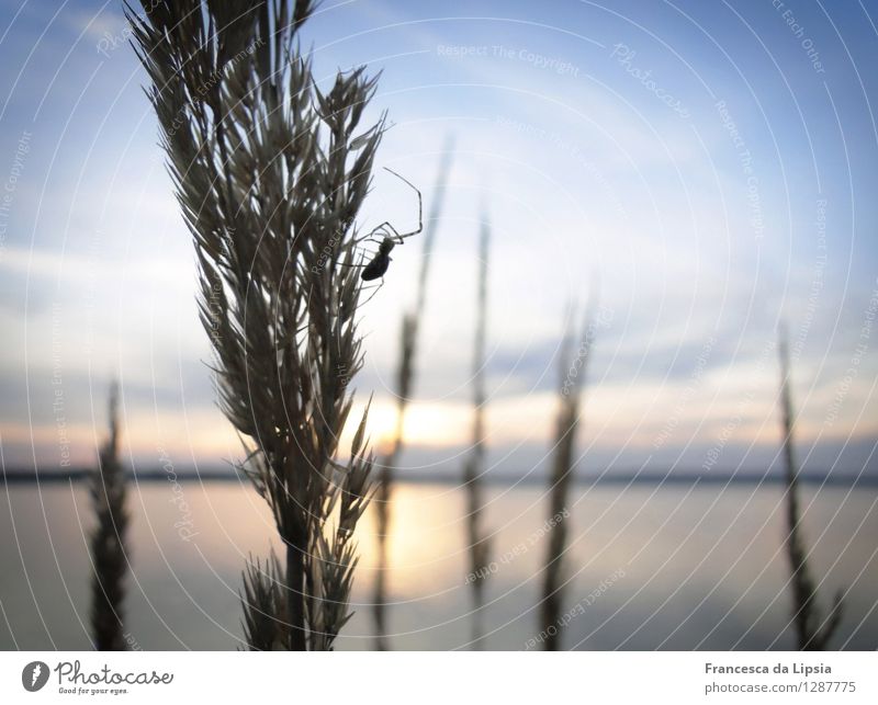 Spinnen am See Safari Camping Sommer Strand Wasser Himmel Horizont Sonnenaufgang Sonnenuntergang Gras Seeufer 1 Tier krabbeln leuchten Ferne frei klein niedlich