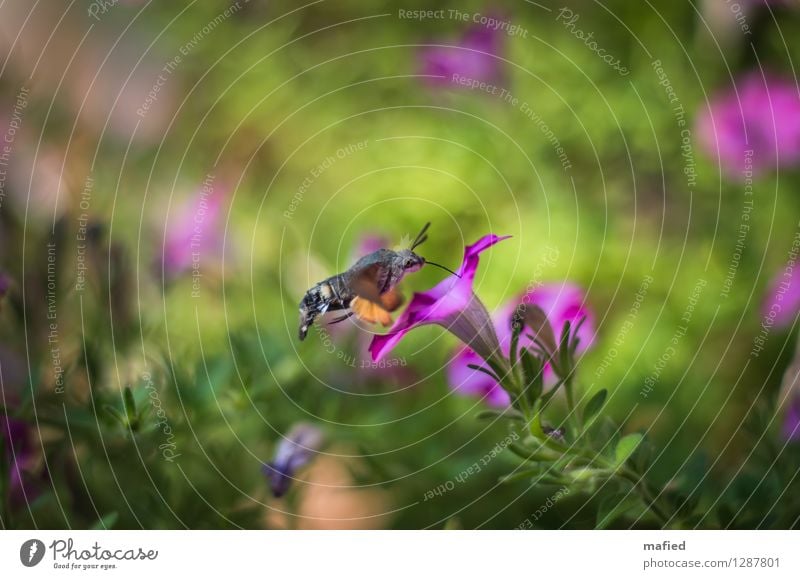 Luftbetankung Natur Pflanze Tier Sommer Blume Blüte Garten Schmetterling 1 braun grün rosa Farbfoto Außenaufnahme Menschenleer Tag Schwache Tiefenschärfe