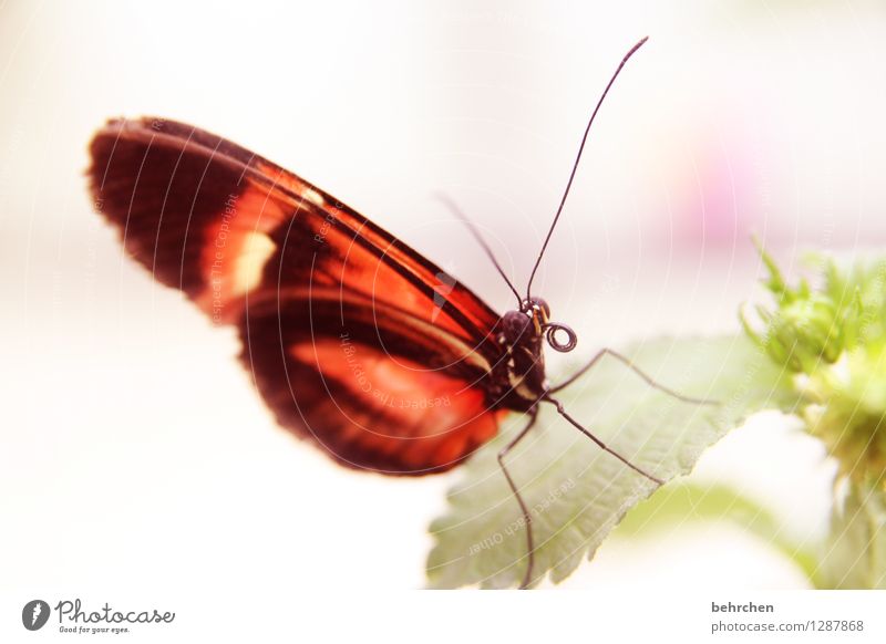 schieflage Natur Pflanze Tier Frühling Sommer Blume Blatt Blüte Garten Park Wiese Wildtier Schmetterling Tiergesicht Flügel 1 beobachten Erholung fliegen