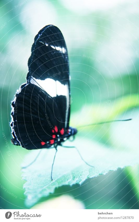 prächtig Natur Pflanze Tier Baum Sträucher Blatt Garten Park Wiese Wildtier Schmetterling Flügel 1 beobachten Erholung fliegen Fressen außergewöhnlich elegant