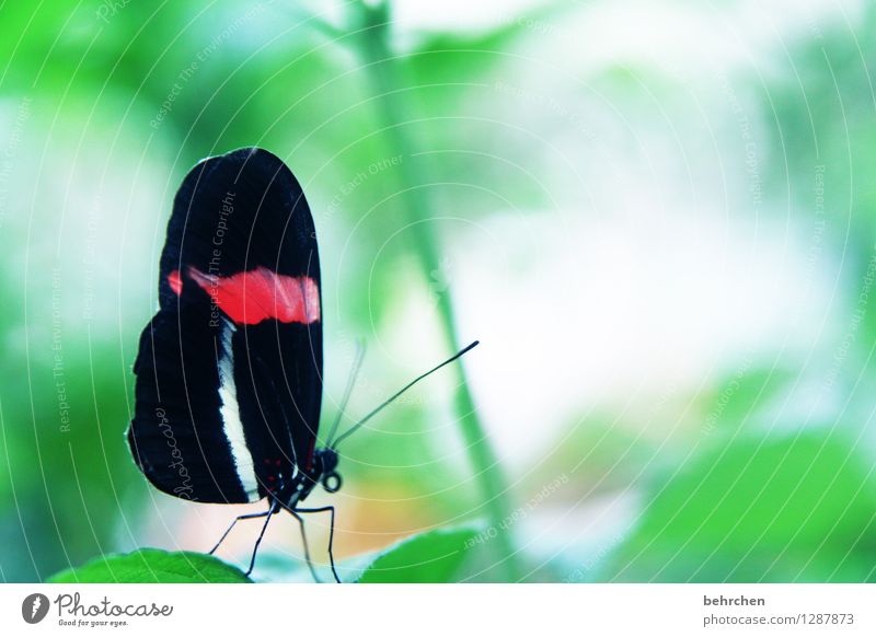 hübscher Natur Pflanze Tier Baum Sträucher Blatt Garten Park Wiese Wildtier Schmetterling Flügel 1 beobachten fliegen Fressen außergewöhnlich elegant exotisch