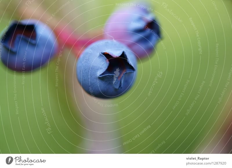 Heidelbeeren - blueberries Frucht Blaubeeren Beeren Sommer Pflanze hängen warten ästhetisch frisch Gesundheit lecker rund süß blau grün violett Farbfoto