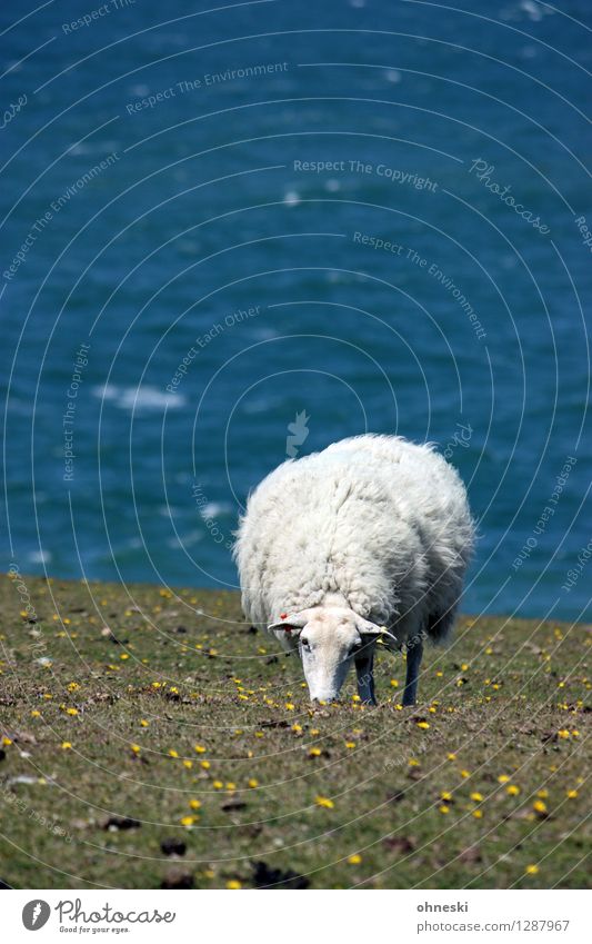 Deichschaf Gras Wiese Küste Meer Tier Nutztier Schaf 1 Fressen Leben Landwirtschaft Farbfoto Außenaufnahme Textfreiraum links Textfreiraum oben Tag Sonnenlicht