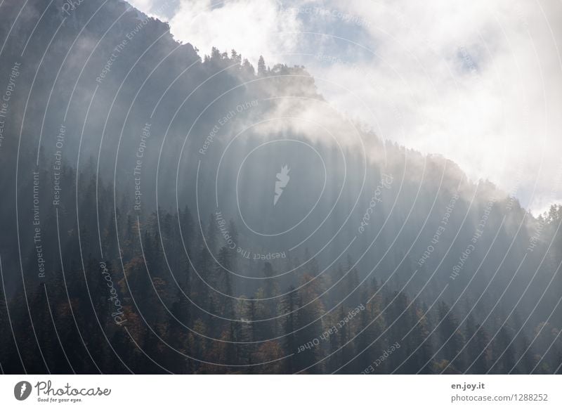 die Kraft der Sonne Ferien & Urlaub & Reisen Berge u. Gebirge Natur Landschaft Pflanze Himmel Sonnenlicht Herbst Klima Wetter Nebel Nadelbaum Wald Alpen