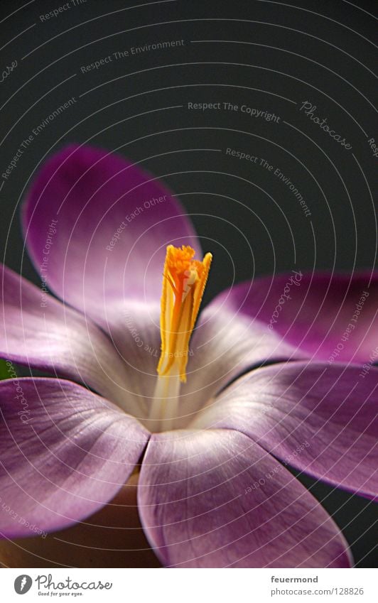 Blick zum Licht Krokusse Blüte Blume Frühling aufwachen Blühend