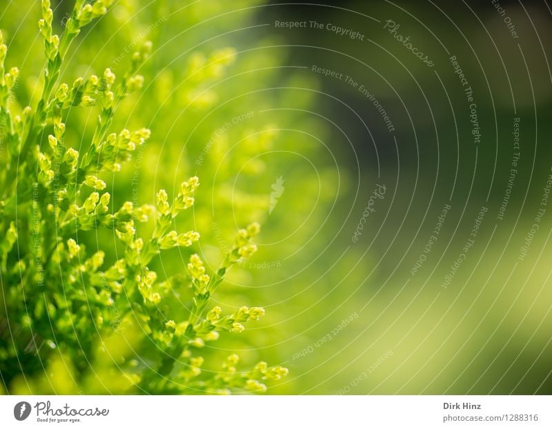 Zypressengrün Natur Pflanze Grünpflanze Garten Park ästhetisch frisch Gesundheit natürlich Beginn Farbe Fortschritt Hoffnung Lebensfreude Optimismus rein Umwelt