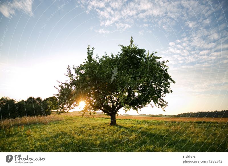 good morning Umwelt Natur Landschaft Pflanze Sonne Sommer Schönes Wetter Baum Feld leuchten frei Freundlichkeit Fröhlichkeit frisch natürlich Lebensfreude ruhig