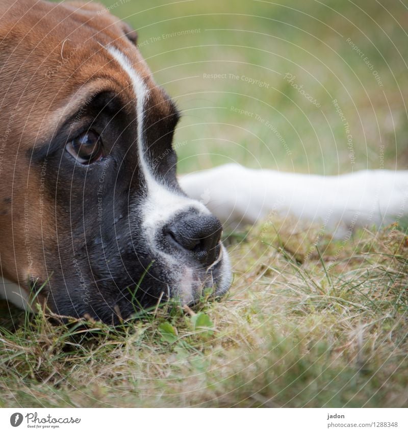 entspannt geniessen. Wohlgefühl Zufriedenheit Erholung Natur Landschaft Gras Park Wiese Tier Haustier Nutztier Hund Fell Pfote 1 beobachten genießen liegen