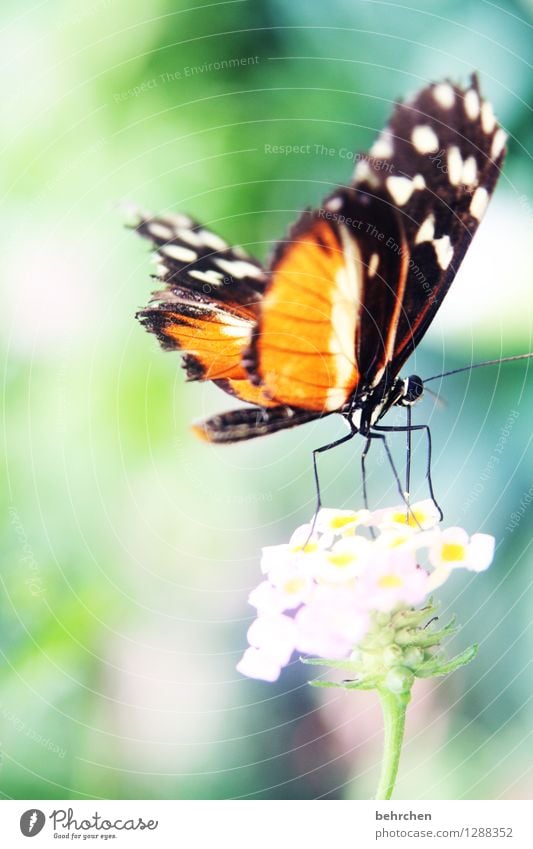 abflug Natur Pflanze Tier Frühling Sommer Schönes Wetter Blume Blatt Blüte Garten Park Wiese Wildtier Schmetterling Flügel Beine Hinterteil 1 Blühend Duft