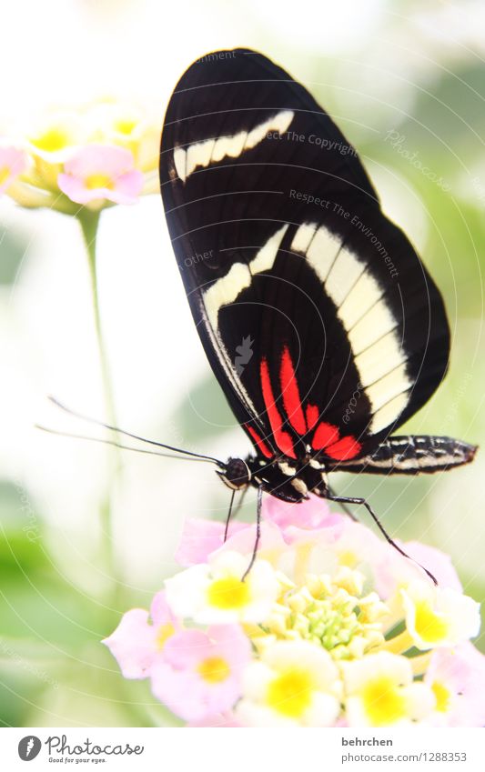 schönheit Natur Pflanze Tier Blume Blatt Blüte Garten Park Wiese Wildtier Schmetterling Tiergesicht Flügel Facettenauge Beine Fühler Rüssel 1 beobachten Blühend