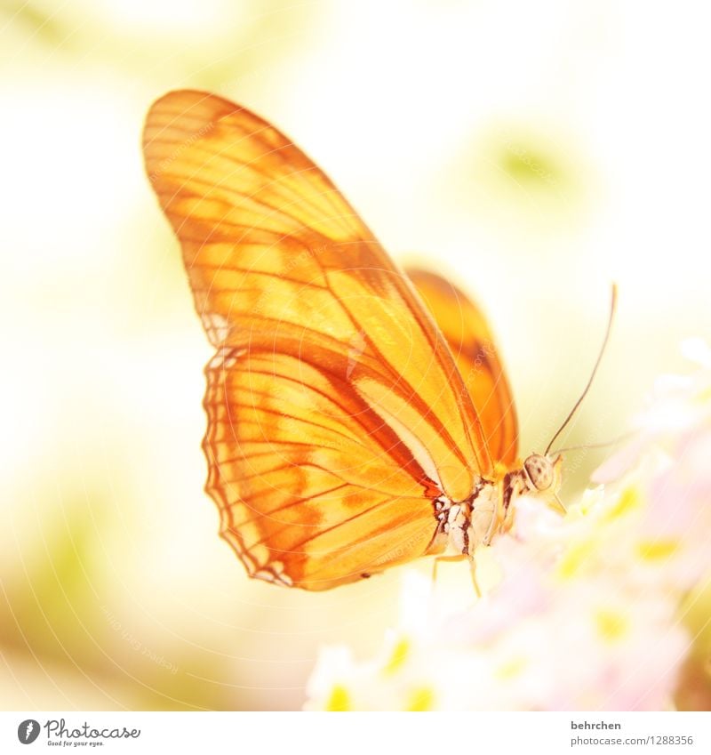 morgenstund hat gold im mund Natur Pflanze Tier Frühling Sommer Schönes Wetter Blume Blüte Garten Park Wiese Wildtier Schmetterling Tiergesicht Flügel 1