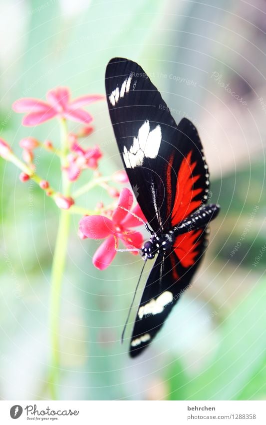 vormittagssnack Natur Pflanze Tier Frühling Sommer Schönes Wetter Blume Blatt Blüte Wildpflanze exotisch Garten Park Wiese Wildtier Schmetterling Flügel 1