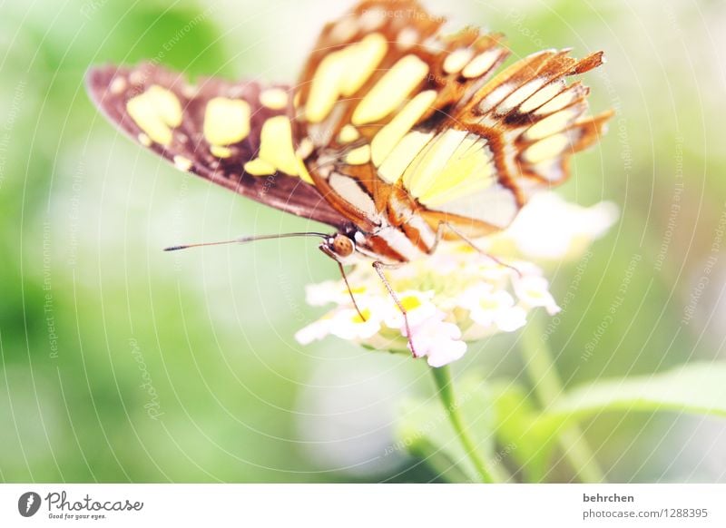 die leichtigkeit des seins Natur Pflanze Tier Blume Blatt Blüte Garten Park Wiese Wildtier Schmetterling Tiergesicht Flügel Rüssel Fühler 1 beobachten Blühend