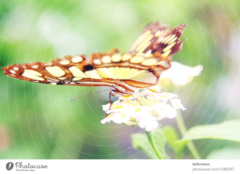 zart Natur Pflanze Tier Frühling Sommer Blume Blatt Blüte Garten Park Wiese Wildtier Schmetterling Flügel malachitfalter 1 beobachten Erholung fliegen Fressen