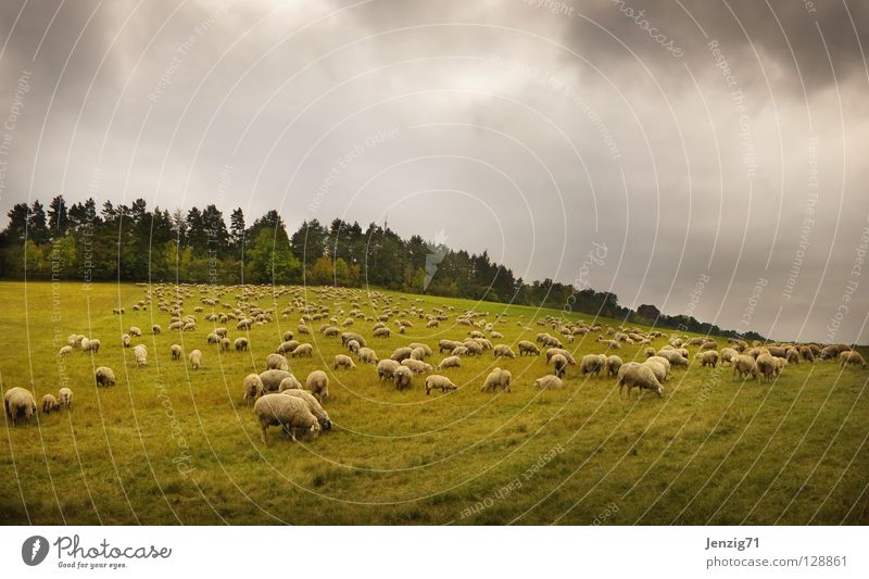 Weidelandschaft. Wiese Gras Schaf Schafherde Schäfer Wolle Landwirtschaft Tier Herbst Himmel Schafsherde Wetter Natur Außenaufnahme