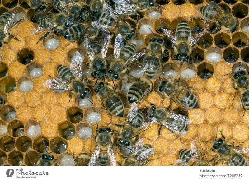 Honigbienen, Biene; Apis; mellifera Haustier Kasten authentisch Bienenstock Arbeiter Honigkasten Gelege Streckmade rundmade Larve bienenlarve Honigraum