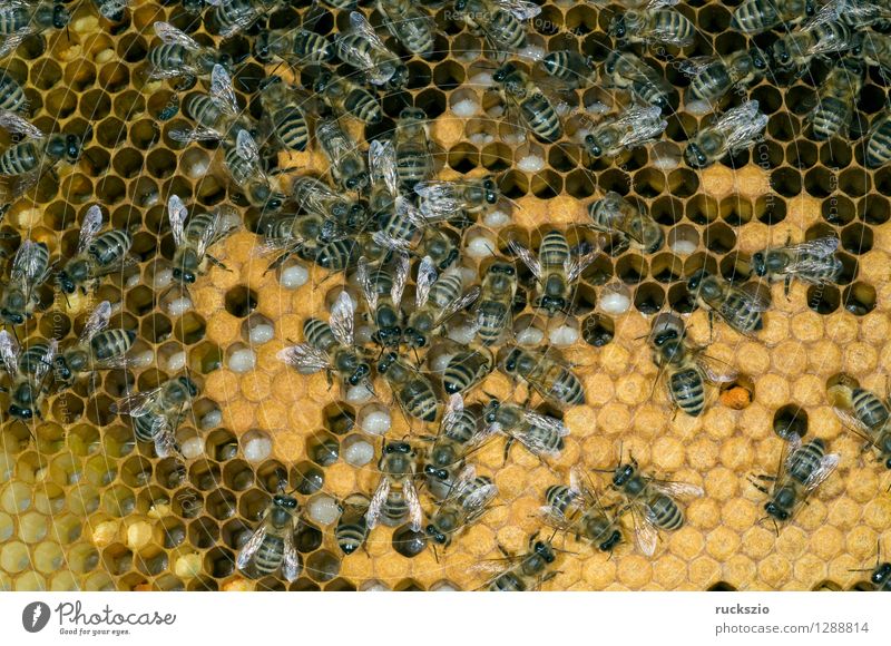 Honigbienen, Biene; Apis; mellifera Haustier Kasten authentisch Bienenstock Arbeiter Honigkasten Gelege Streckmade rundmade Larve bienenlarve Honigraum