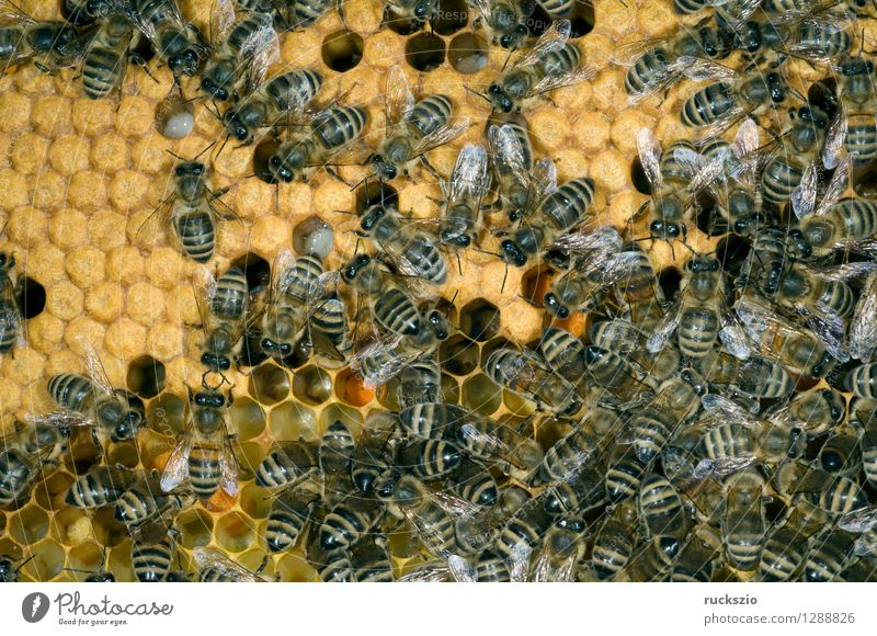 Honigbienen, Biene; Apis; mellifera Haustier Kasten authentisch Bienenstock Arbeiter Honigkasten Gelege Streckmade rundmade Larve bienenlarve Honigraum