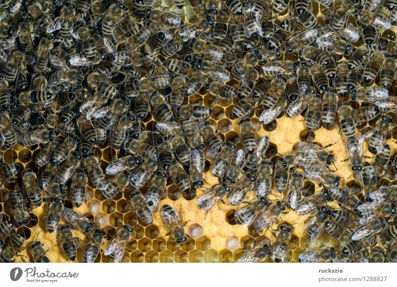 Honigbienen, Biene; Apis; mellifera Haustier Kasten Arbeit & Erwerbstätigkeit krabbeln Bienenstock Arbeiter Honigkasten Gelege Streckmade rundmade Larve