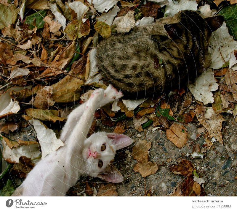 Störenfried Katze Katzenbaby Blatt Tier nerven Pfote Säugetier frech