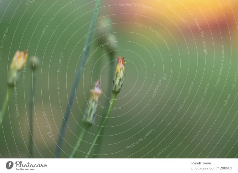 Sommerwiese Lifestyle schön Wellness Leben harmonisch Erholung Landwirtschaft Forstwirtschaft Natur Landschaft Tier Schönes Wetter Pflanze Blume Gras Garten