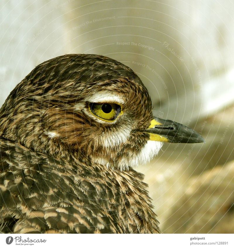 Augen.Blick Farbfoto Außenaufnahme Detailaufnahme Menschenleer Tag Blick nach vorn Vogel Schnabel Feder Pupille beobachten natürlich braun gelb Leben