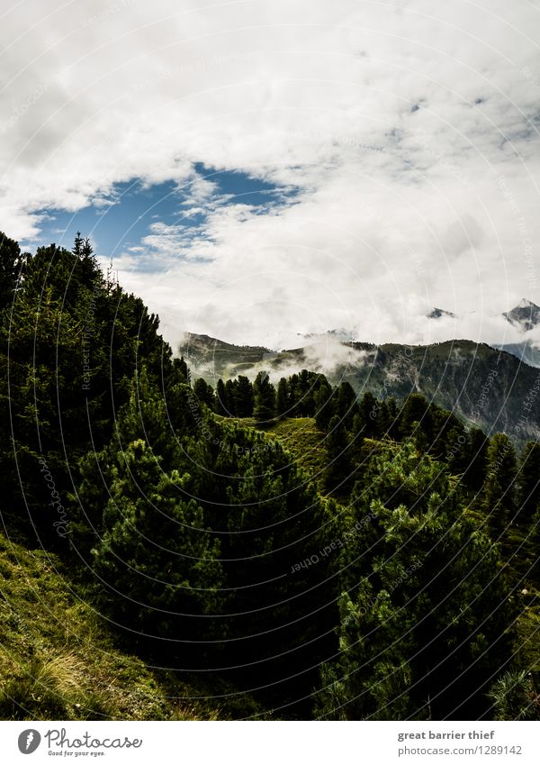 Wald und Berge Umwelt Natur Landschaft Tier Himmel Wolken Frühling Sommer Wetter Schönes Wetter Pflanze Baum Wiese Felsen Alpen Berge u. Gebirge Gipfel blau