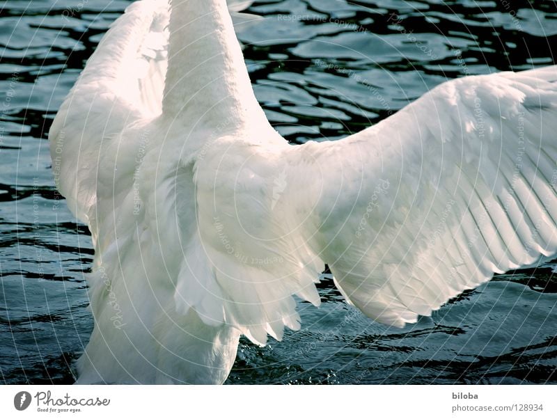 Darf ich dich mal kräftig drücken? Schwan Federvieh lang weich Anmut kopflos Umarmen elegant Flügel schwarz weiß Vogel Gewässer See Brunft anstrengen kämpfen