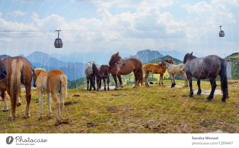 Pferdeherde Reiten Ferien & Urlaub & Reisen Sommer Sommerurlaub Berge u. Gebirge wandern Klettern Bergsteigen Natur Landschaft Pflanze Tier Wolken Horizont