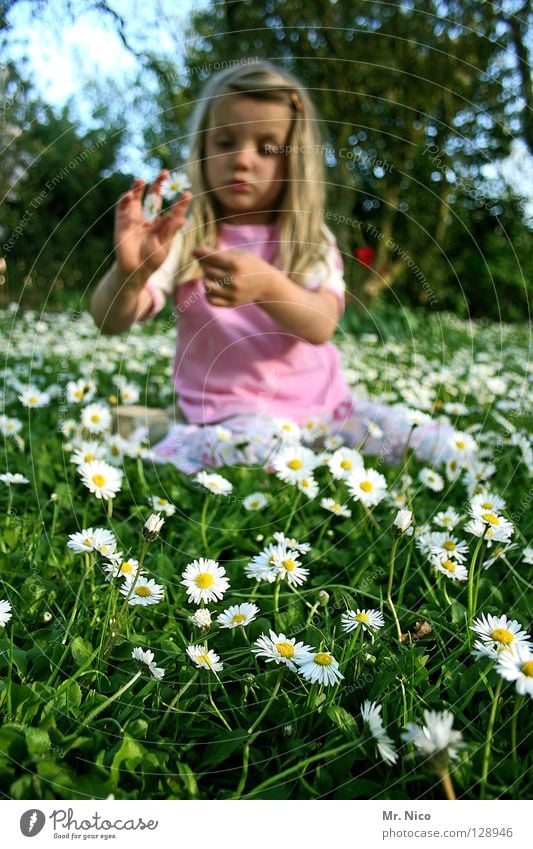 flower girl Gänseblümchen Wiese Blume Hippie Mädchen langhaarig blond schön Frühling rosa T-Shirt Baum Zerreißen rupfen zupfen Finger Hand Kind Freude