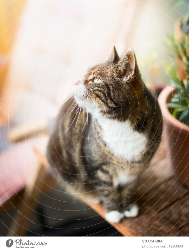 Katze auf Terrasse Lifestyle Sommer Wohnung Garten Tisch Natur Tier Haustier 1 gelb Design sitzen Balkon Pflanze Topfpflanze grauhaarig Farbfoto Außenaufnahme