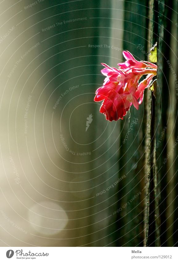 Zaungast Blume Blüte Holzbrett durchwachsen vorwitzig rosa Gegenlicht gegen Wachstum zart zerbrechlich sensibel Frühling Schwäche Lamelle durchgucken