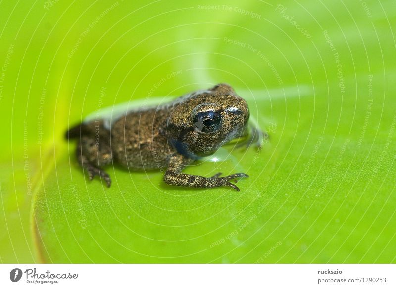 Jungfrosch, Junge, Kroete, Bufo, bufo, Erdkroete, Teich Wildtier Frosch Tierjunges klein Kröte Erdkröte 12 Woche Junger Amphibie Laichen Froschlurche Ei