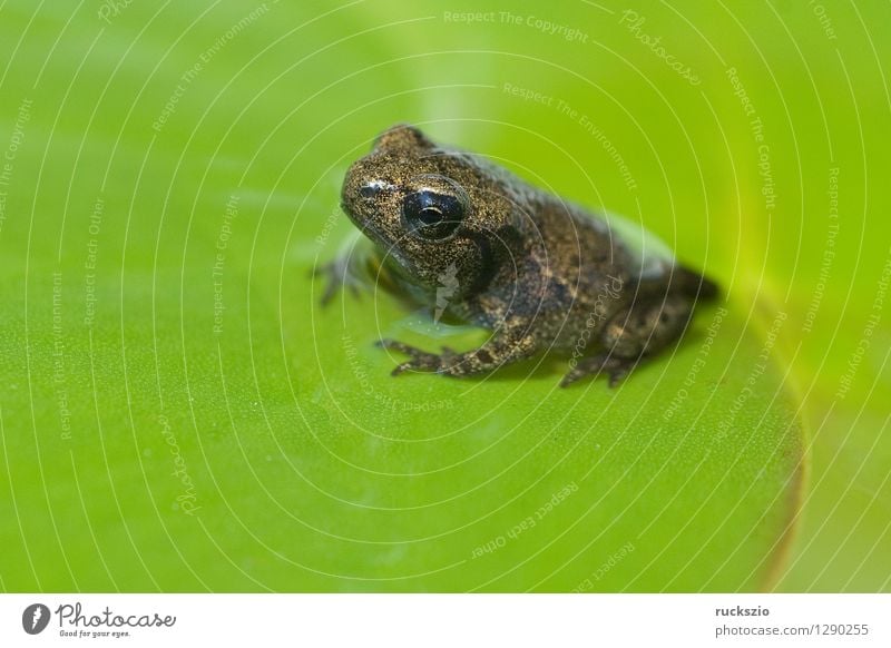 Jungfrosch, Junge, Kroete, Bufo, bufo, Erdkroete, Teich Wildtier Frosch Tierjunges klein Kröte Erdkröte 12 Woche Junger Amphibie Laichen Froschlurche Ei