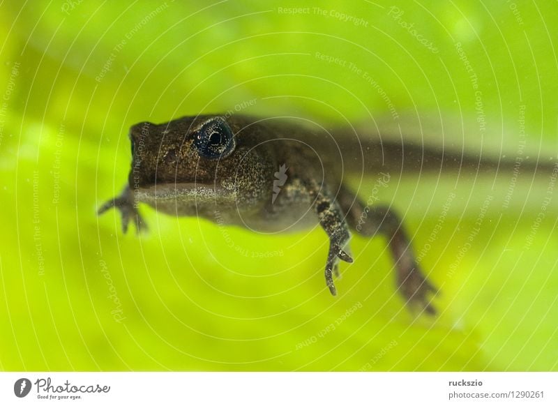 Jungfrosch, Junge, Kroete, Bufo, bufo, Erdkroete, Tier Teich Wildtier Frosch Tierjunges klein Kröte Erdkröte 12 Woche Junger Amphibie Laichen Froschlurche Ei