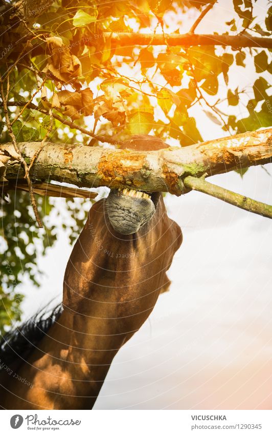 Pferd knabbert Baumäste Lifestyle Leben Natur Sommer Herbst Tier 1 gelb Pferdekopf Ast Essen Fressen Sonnenlicht Blatt Zähne Tierhaltung artgerecht Farbfoto