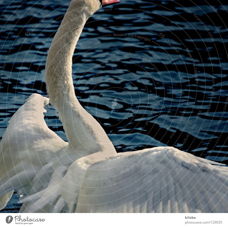 Grössen(sch)wa(h)n Schwan Federvieh lang groß Größenwahn weich Anmut kopflos drücken Wellen Umarmen elegant Flügel schwarz weiß Vogel Gewässer See Brunft