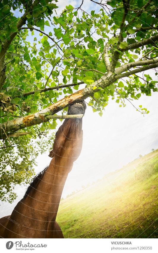 Pferd isst Rinde von dem Baumast Design Sommer Reitsport Natur Frühling Tier 1 rein Hintergrundbild Ast Essen Landschaft Wiese Weide Blatt Hals Gebiss Kopf