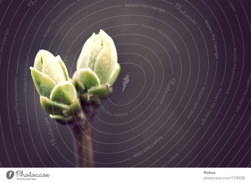 Zwei Freunde Baum Sträucher Stengel austreiben Wachstum entstehen mehrere Erwartung ruhig Biologie Frühling aufwachen grün Zukunft frisch Reifezeit Physik