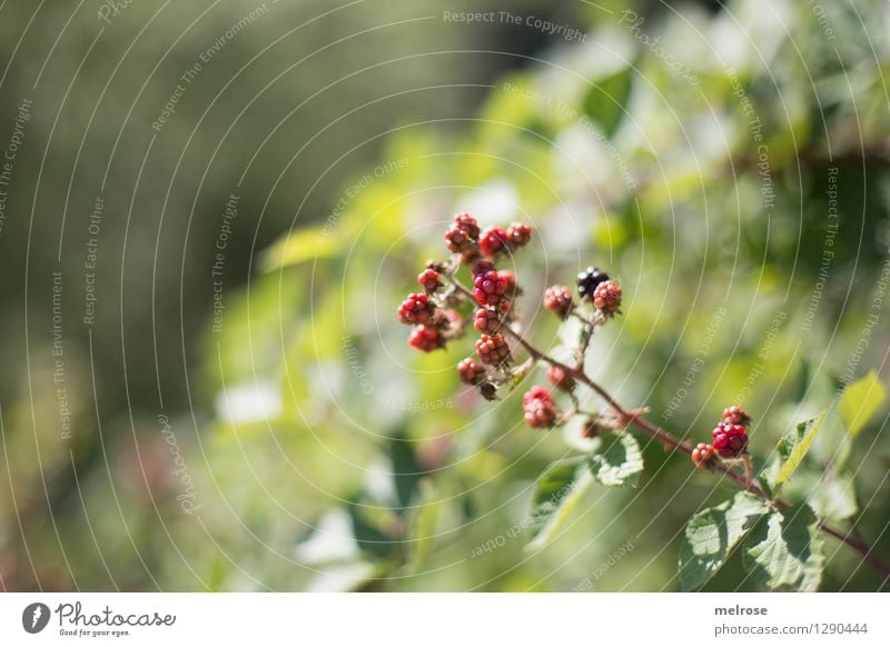 Brombeeren Frucht Dessert Natur Sommer Schönes Wetter Sträucher Blatt Wildpflanze Brombeerbusch Brombeerblätter Wald Unschärfe atmen Blühend Erholung Essen