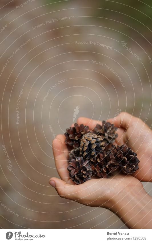 zapfen lassen Mensch feminin Kind Mädchen Kindheit Hand 1 8-13 Jahre Stimmung Zapfen Kiefer haltend finden ansammeln entdecken Neugier Natur braun trocken